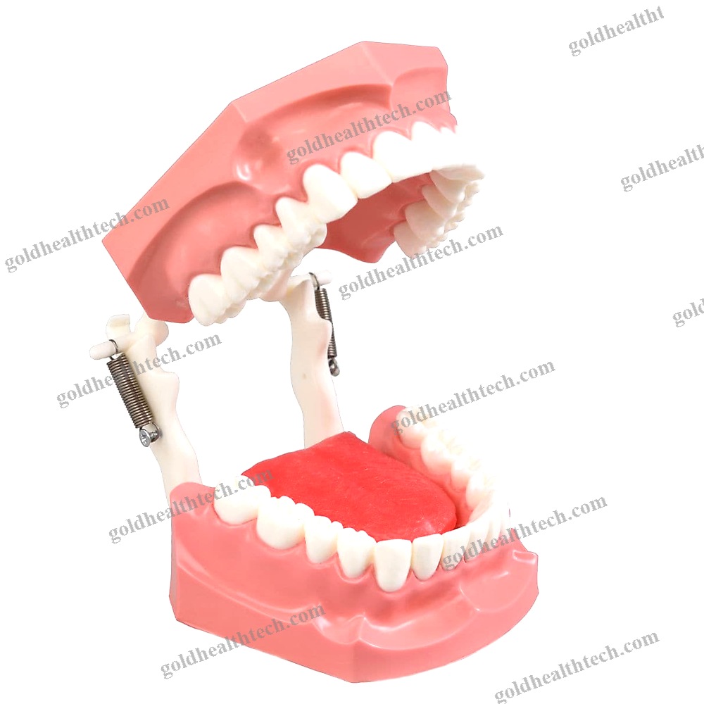 Denture Model