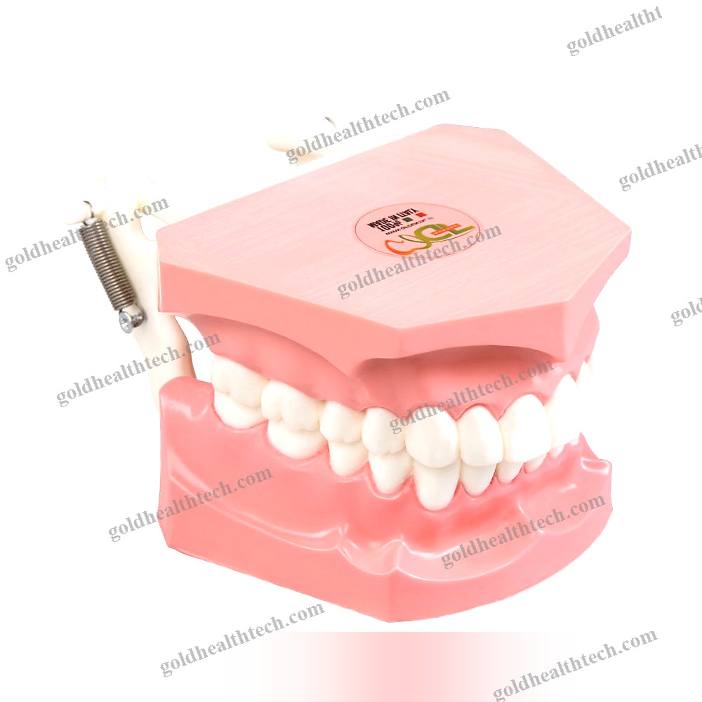 Denture Model
