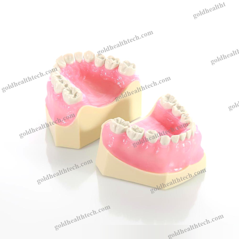 Denture Model