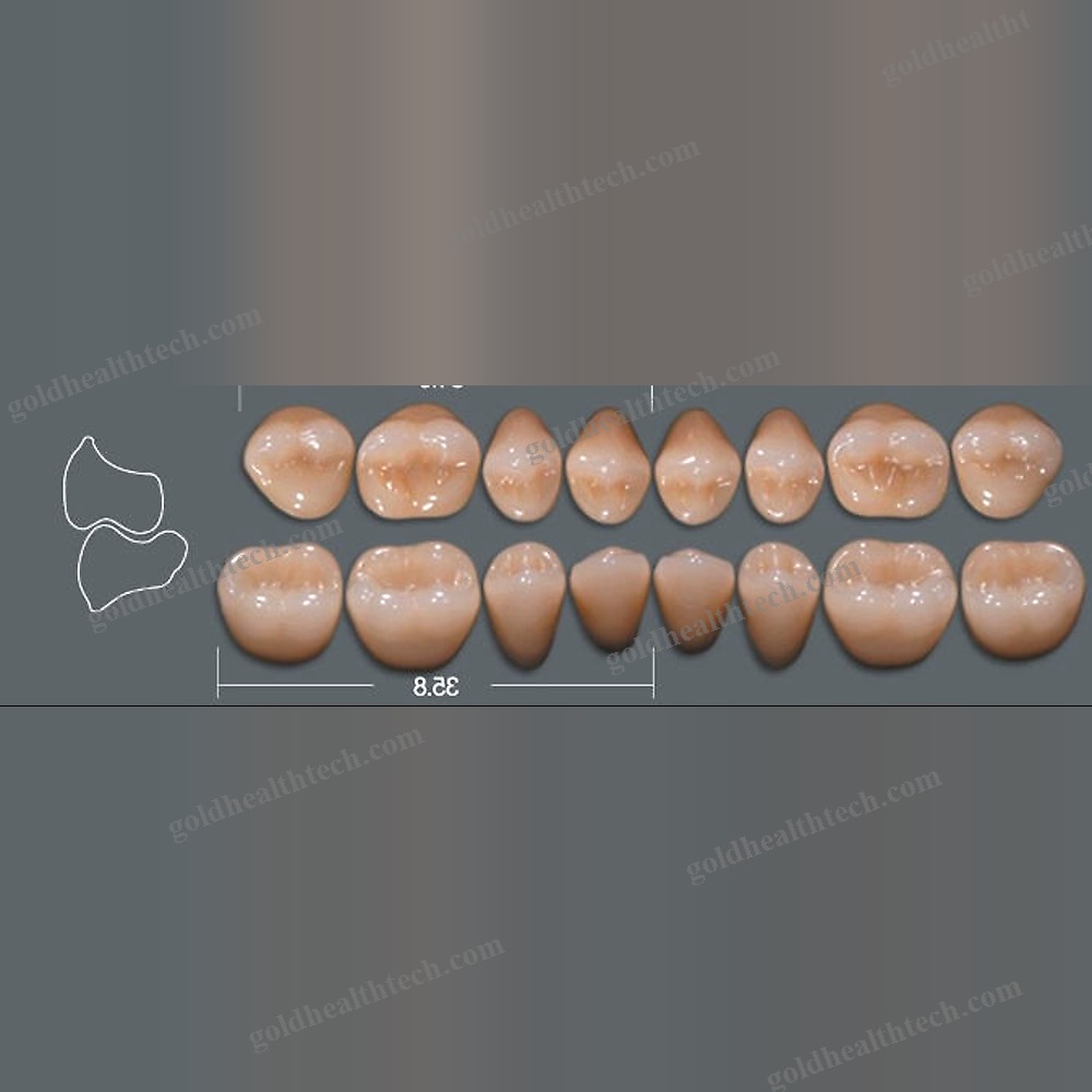 Acrylic Dental Prosthesis