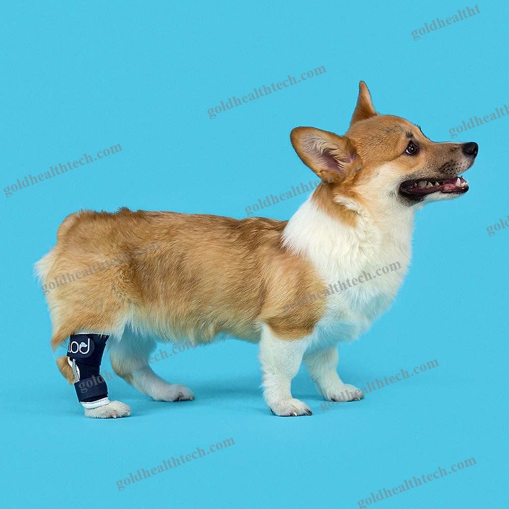 Hock Veterinary Splint