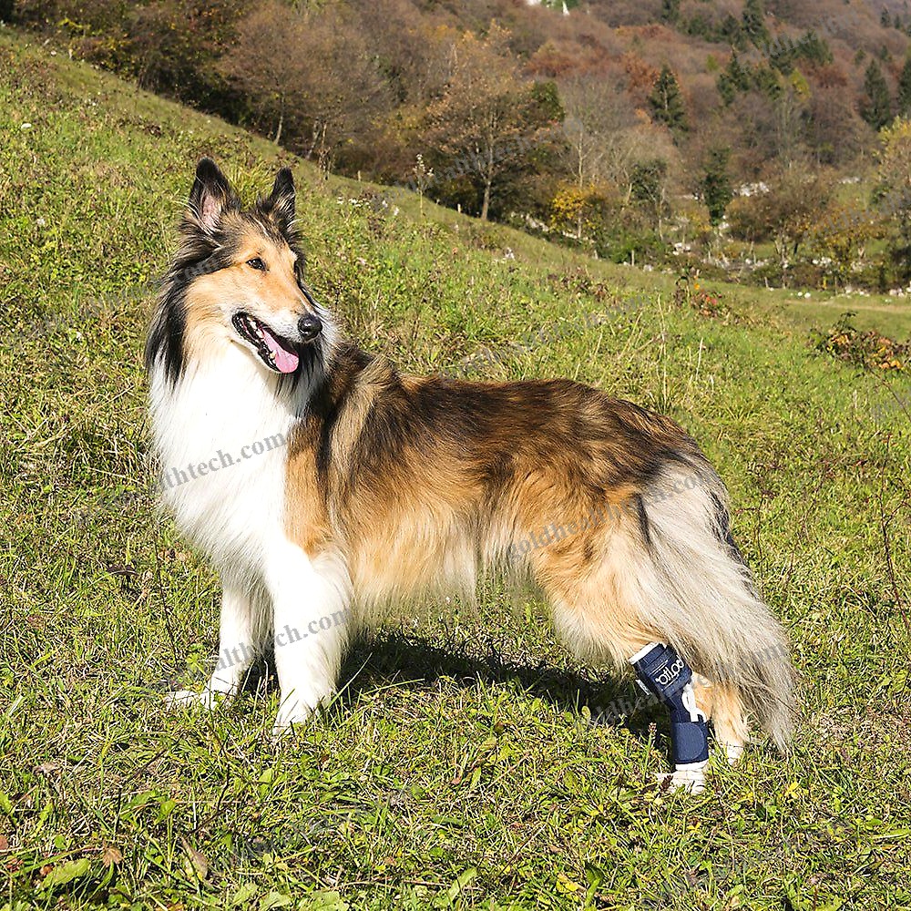 Hock Veterinary Splint