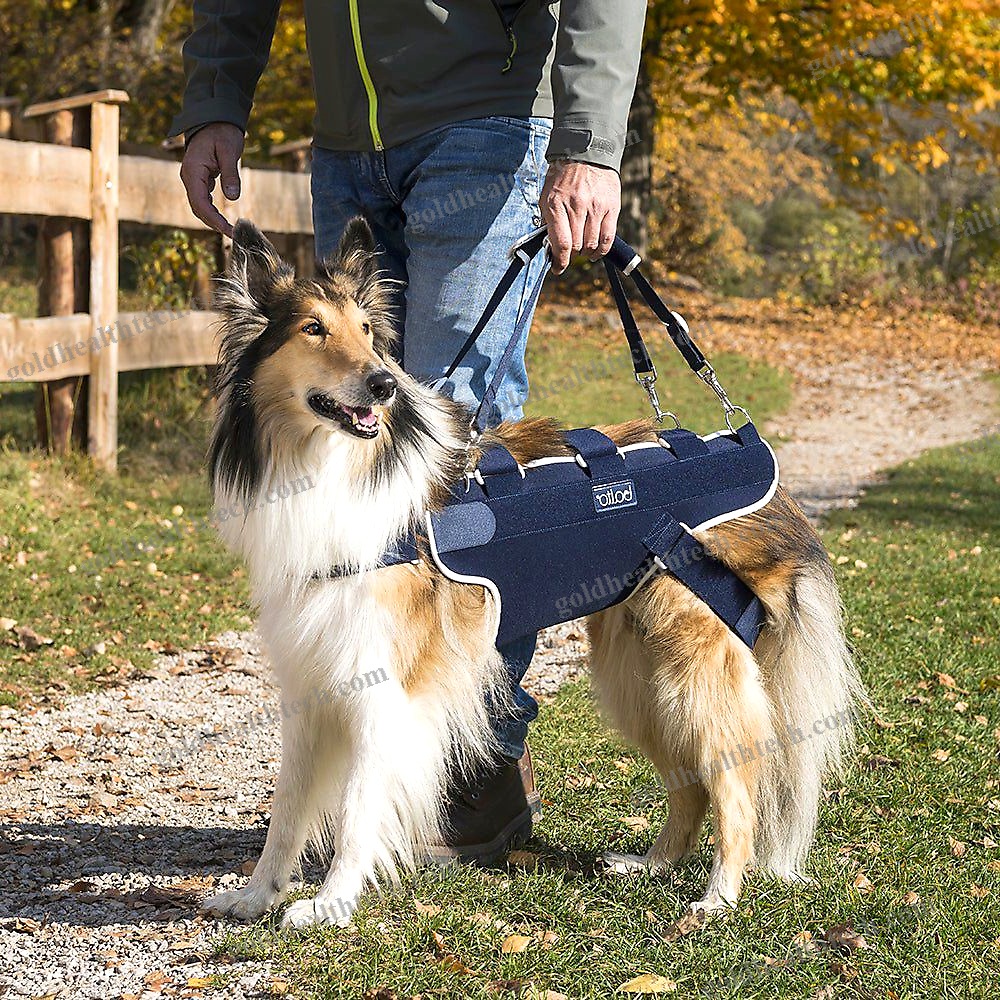 Walking Harness