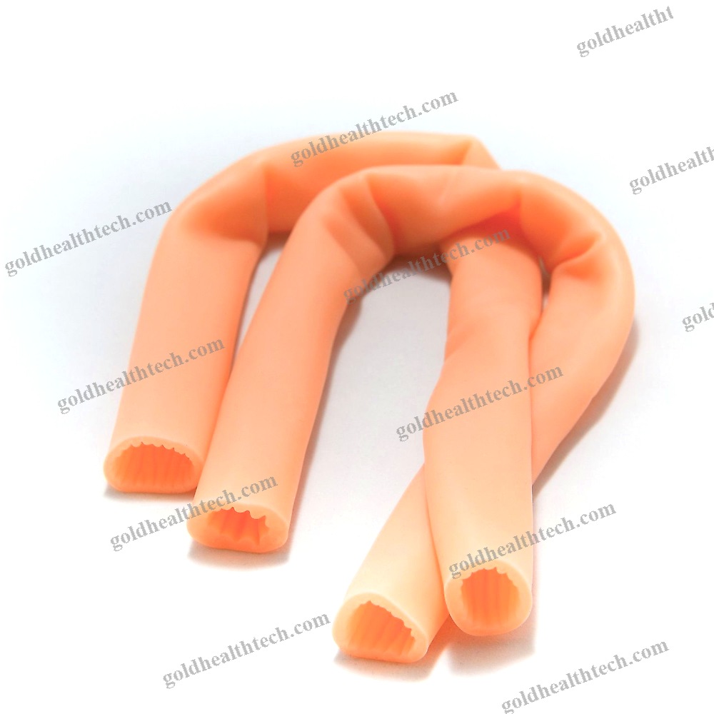 Small Intestine Model