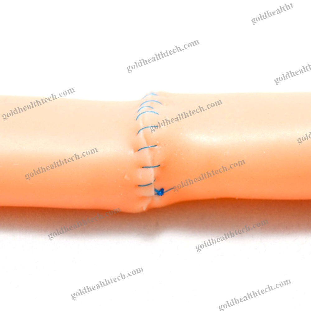 Small Intestine Model