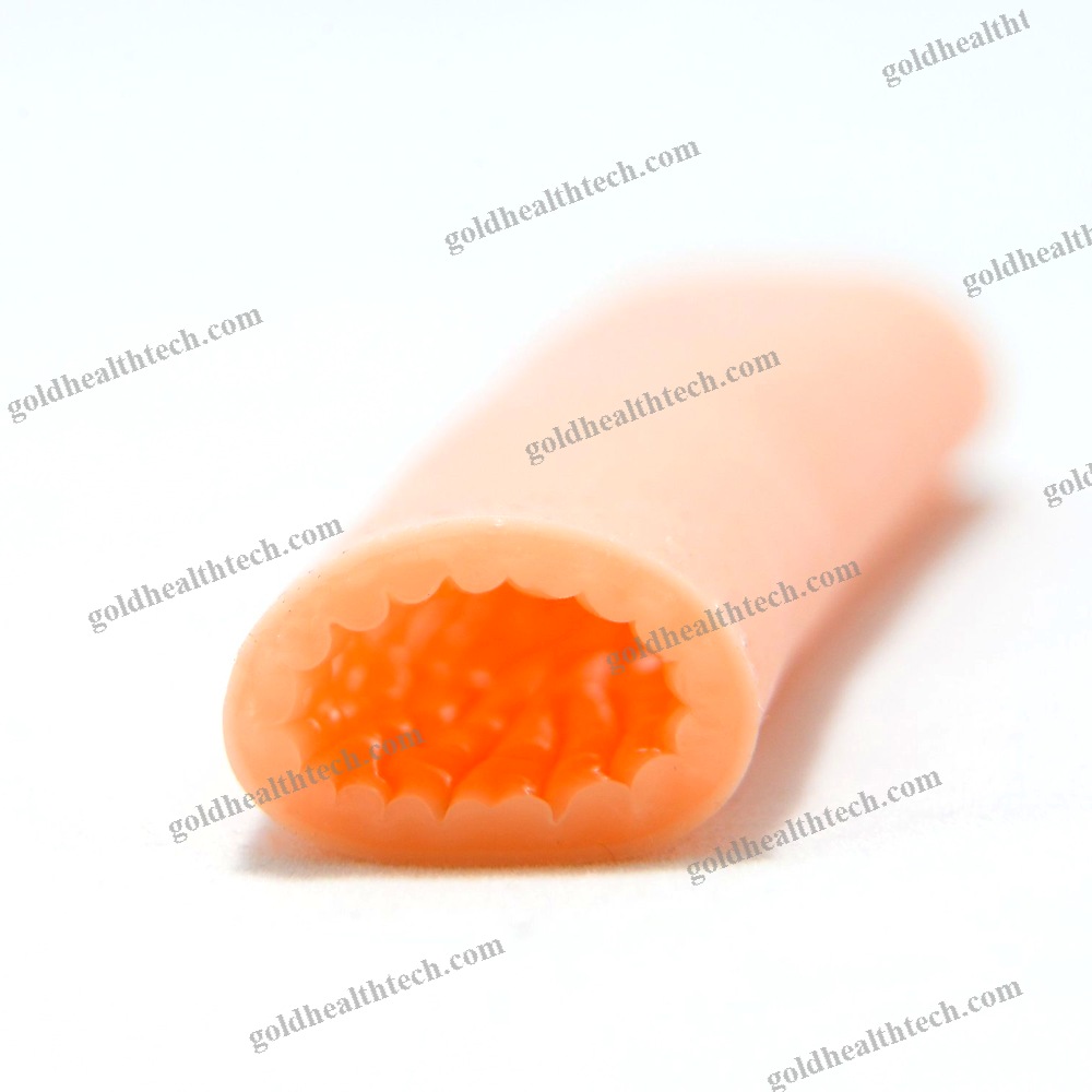 Small Intestine Model