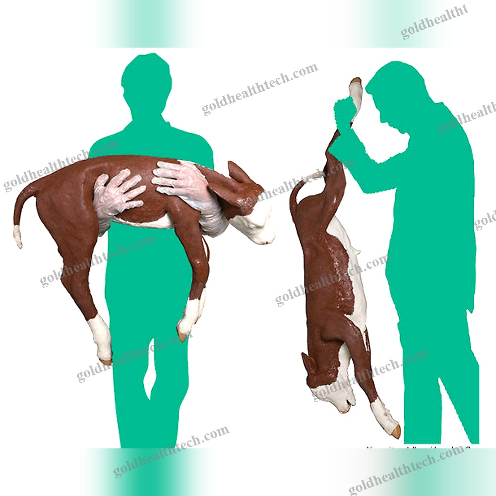 Veterinary Training Manikin