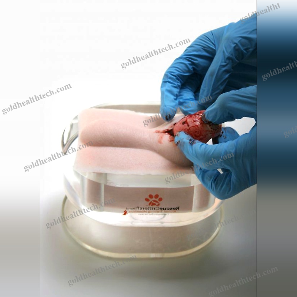 Orchiectomy Simulator