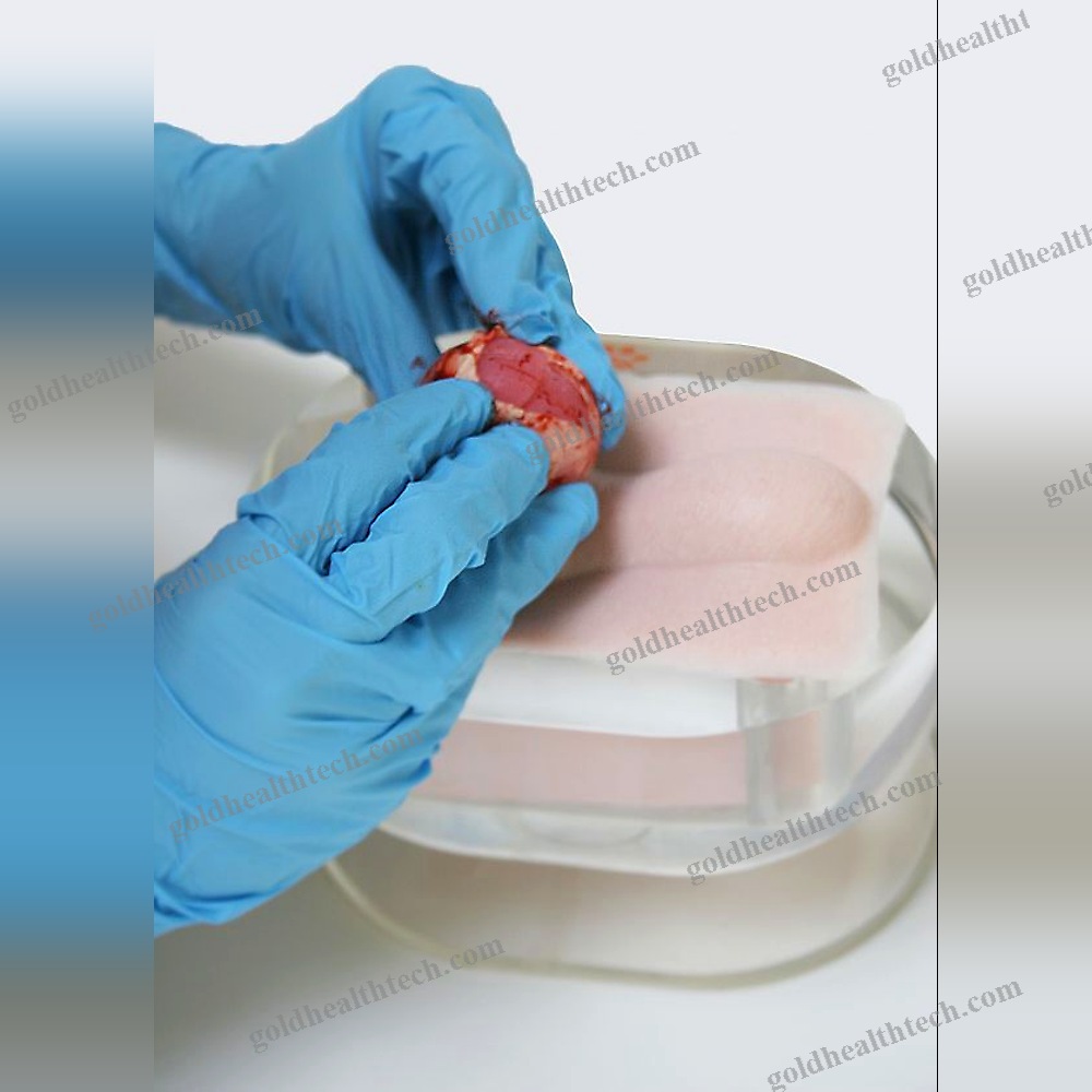 Orchiectomy Simulator