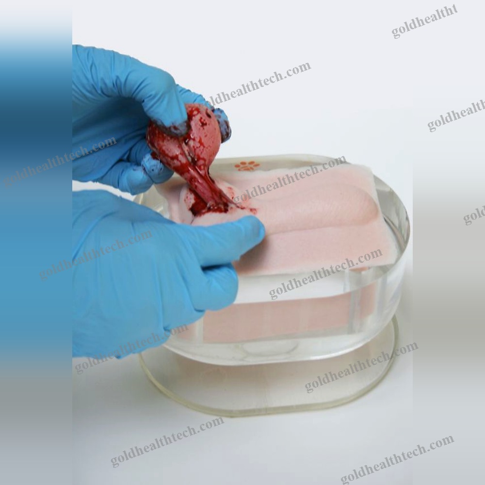 Orchiectomy Simulator