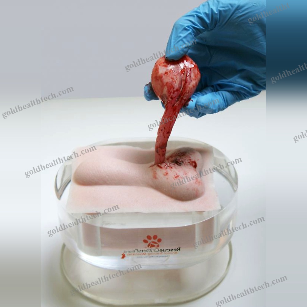 Orchiectomy Simulator