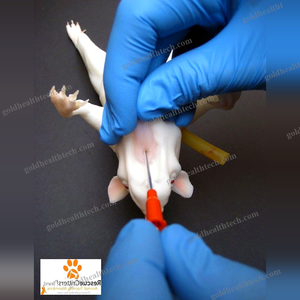 Veterinary Training Manikin