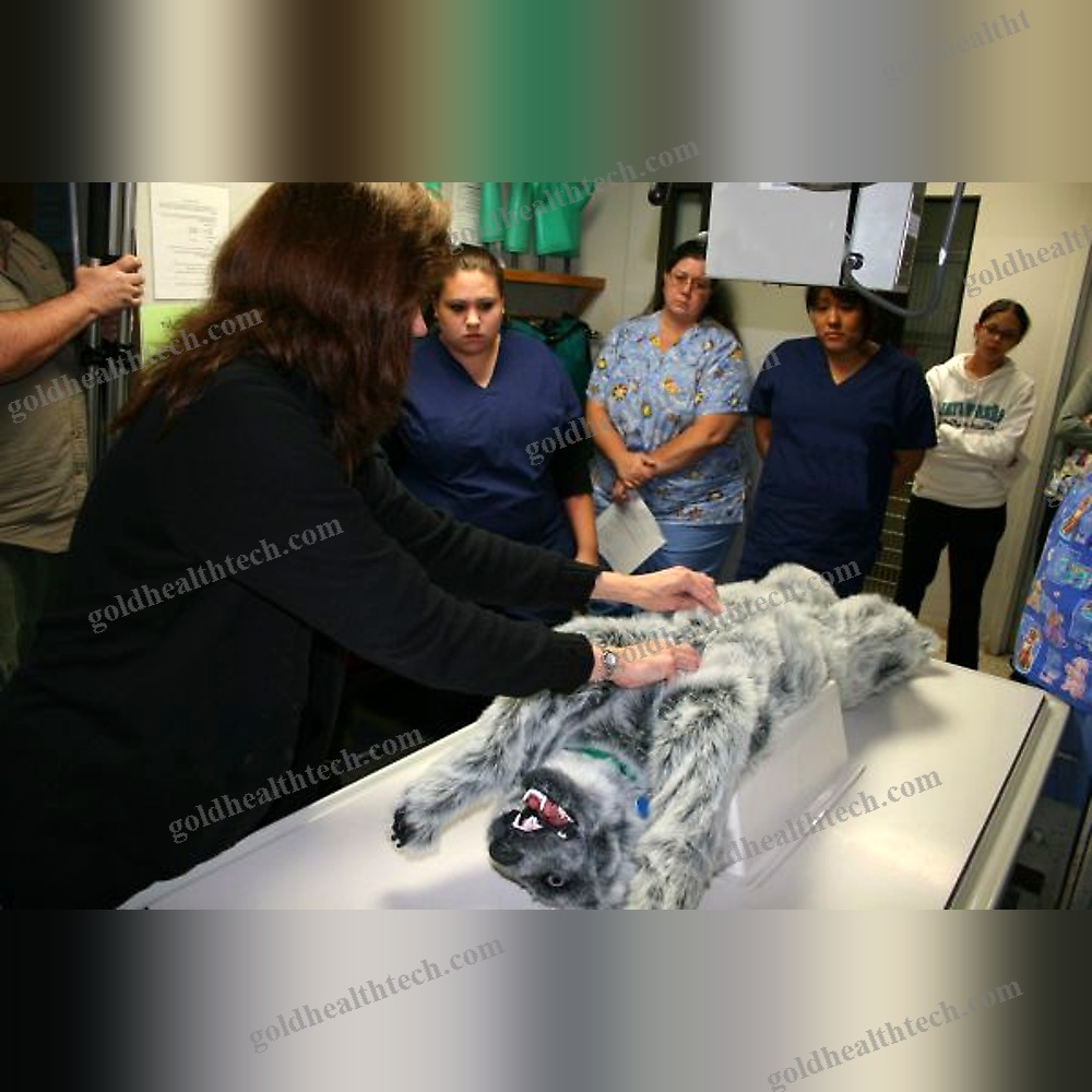 Abdominal Surgery Training Manikin