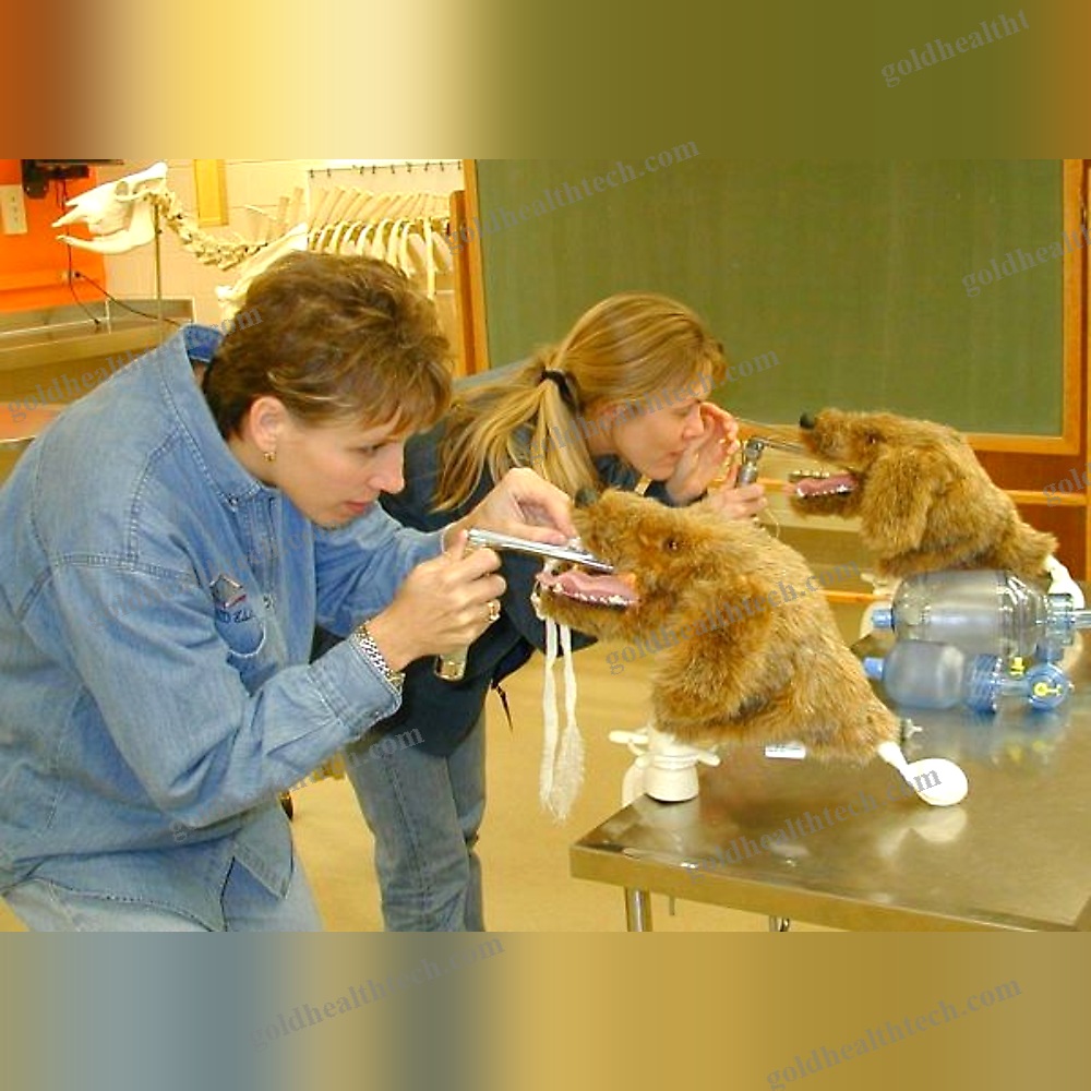 Veterinary Training Manikin