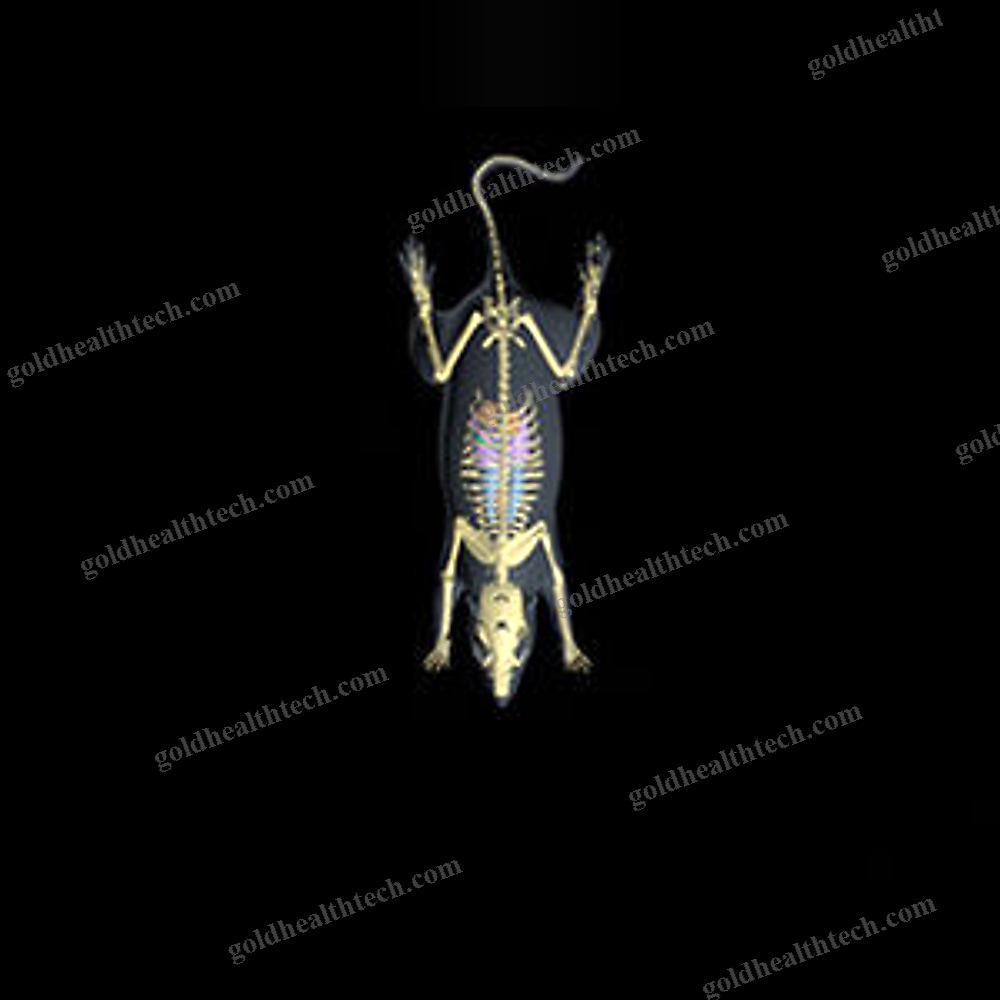 Mri Veterinary Test Phantom