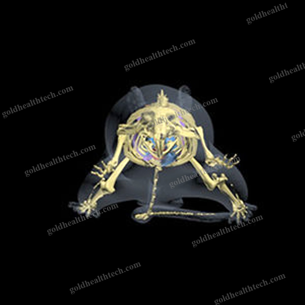 Mri Veterinary Test Phantom
