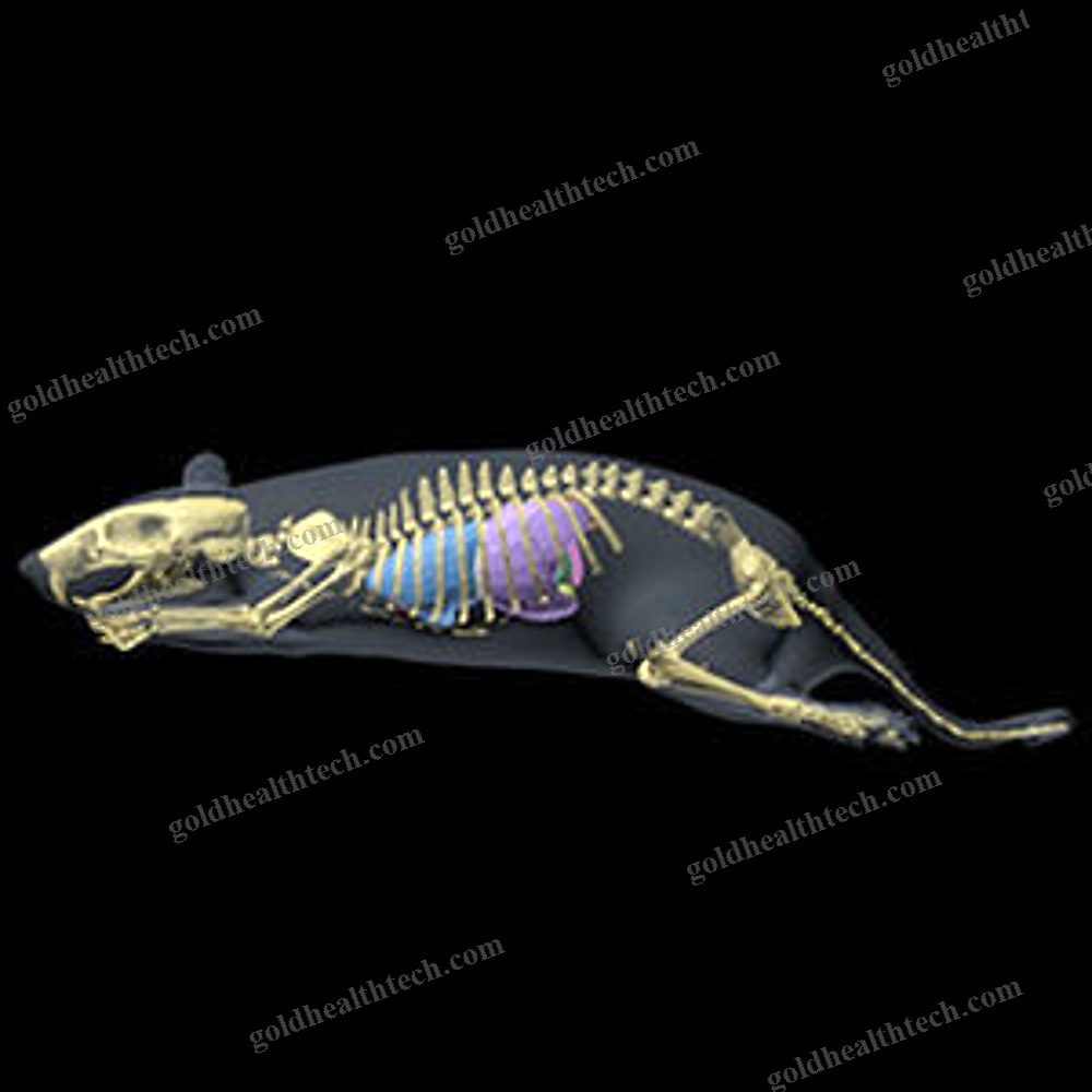 Mri Veterinary Test Phantom