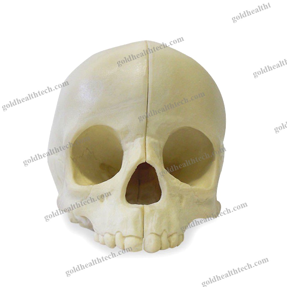 Skull Model
