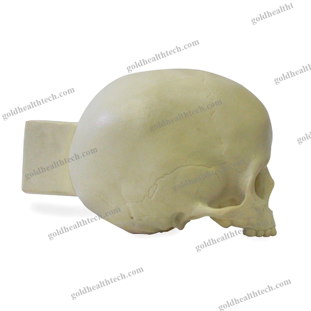 Skull Model