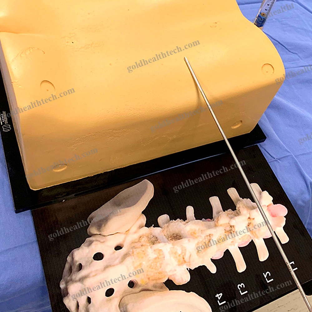 Lumbar Puncture Patient Simulator