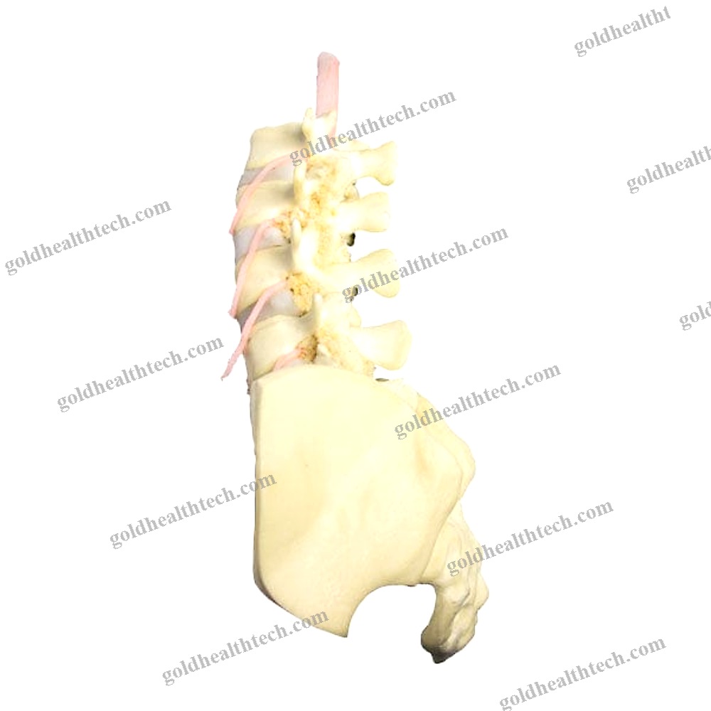 Lumbar Puncture Patient Simulator