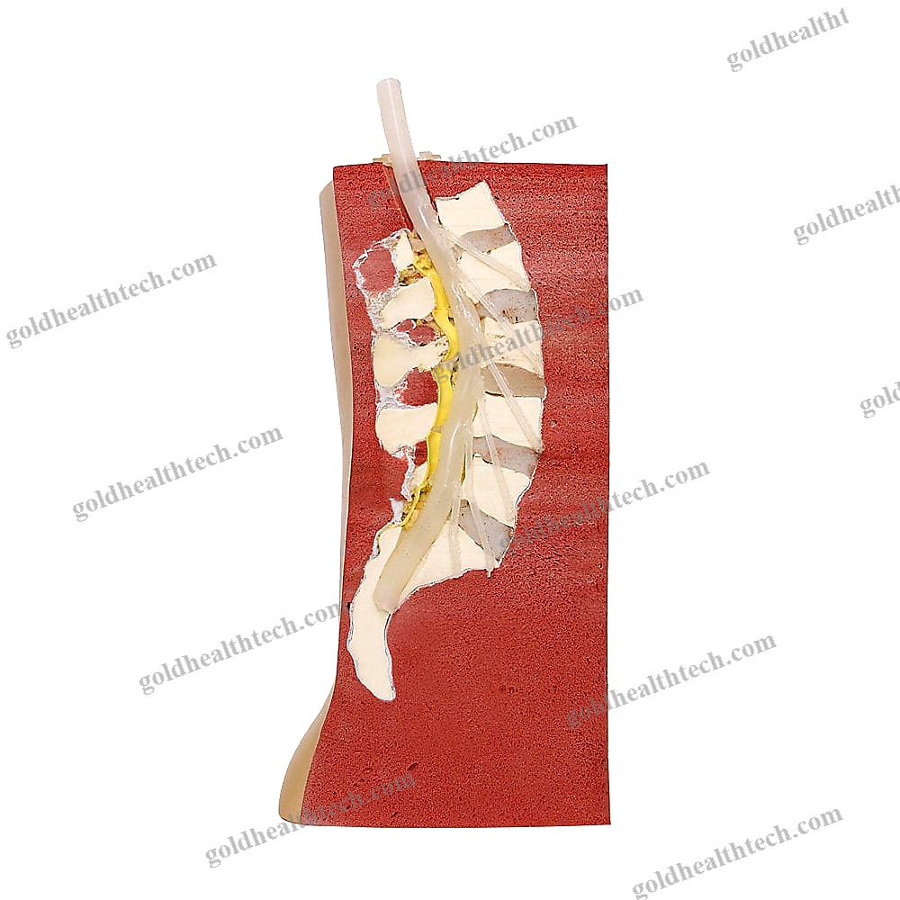 Lumbar Puncture Patient Simulator