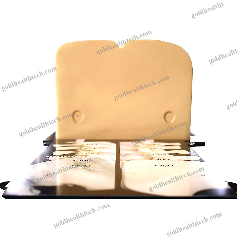 Lumbar Puncture Patient Simulator