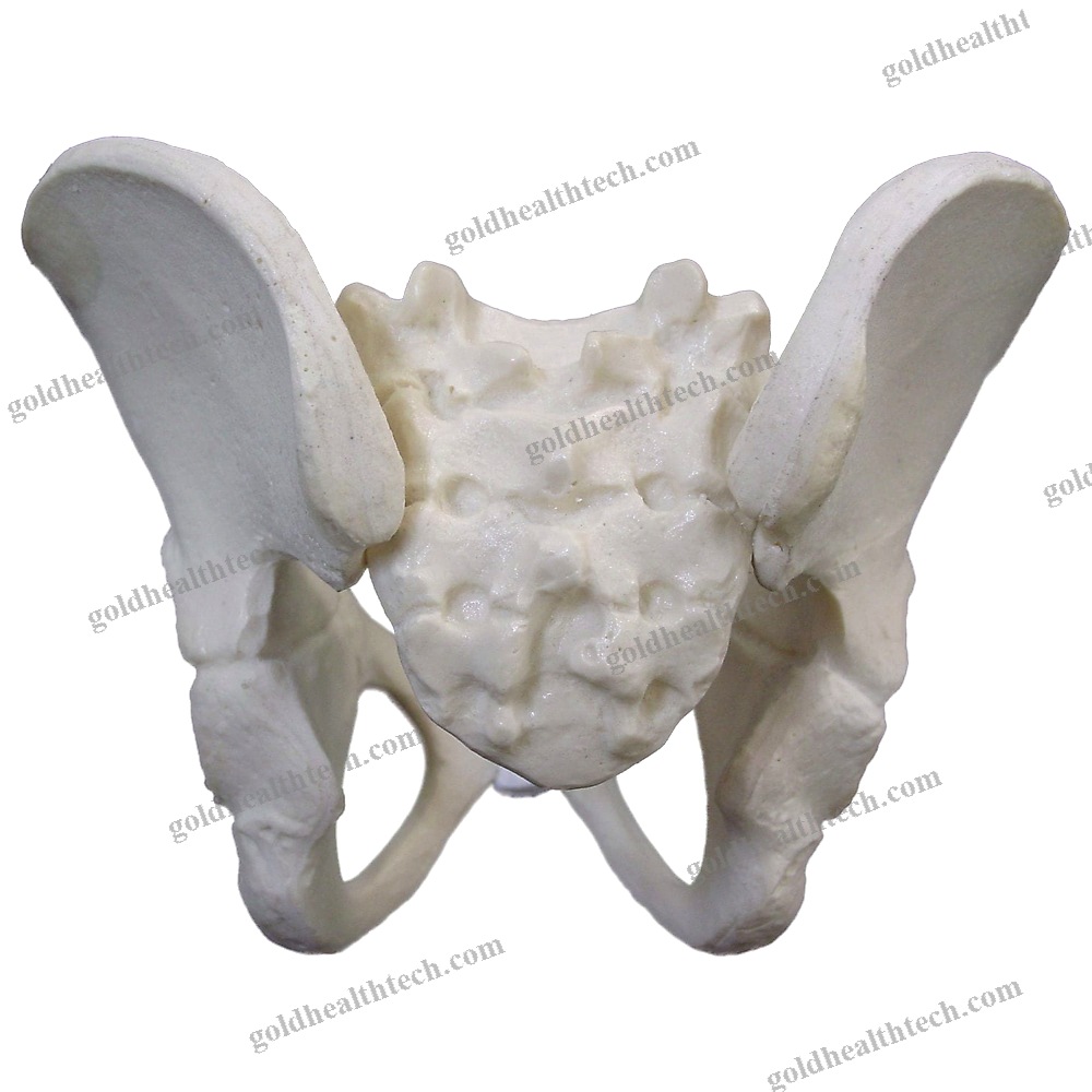 Bone Model