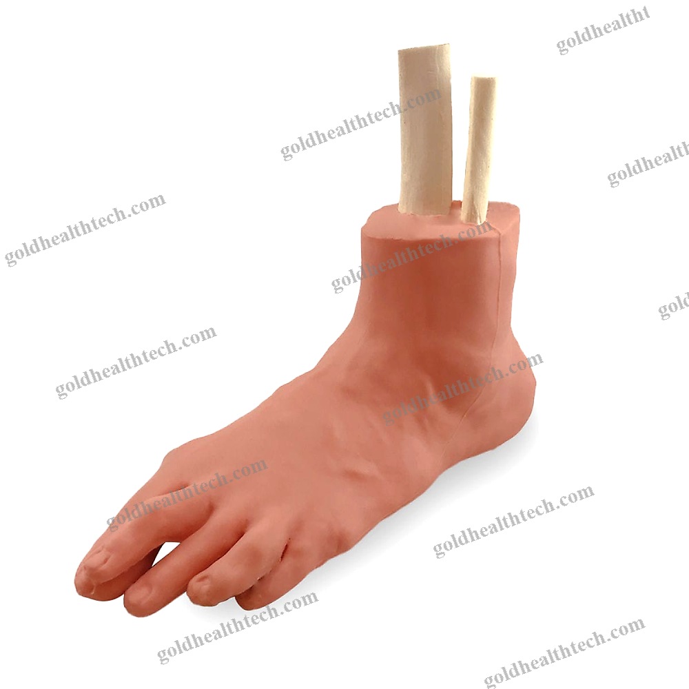 Foot Anatomical Model