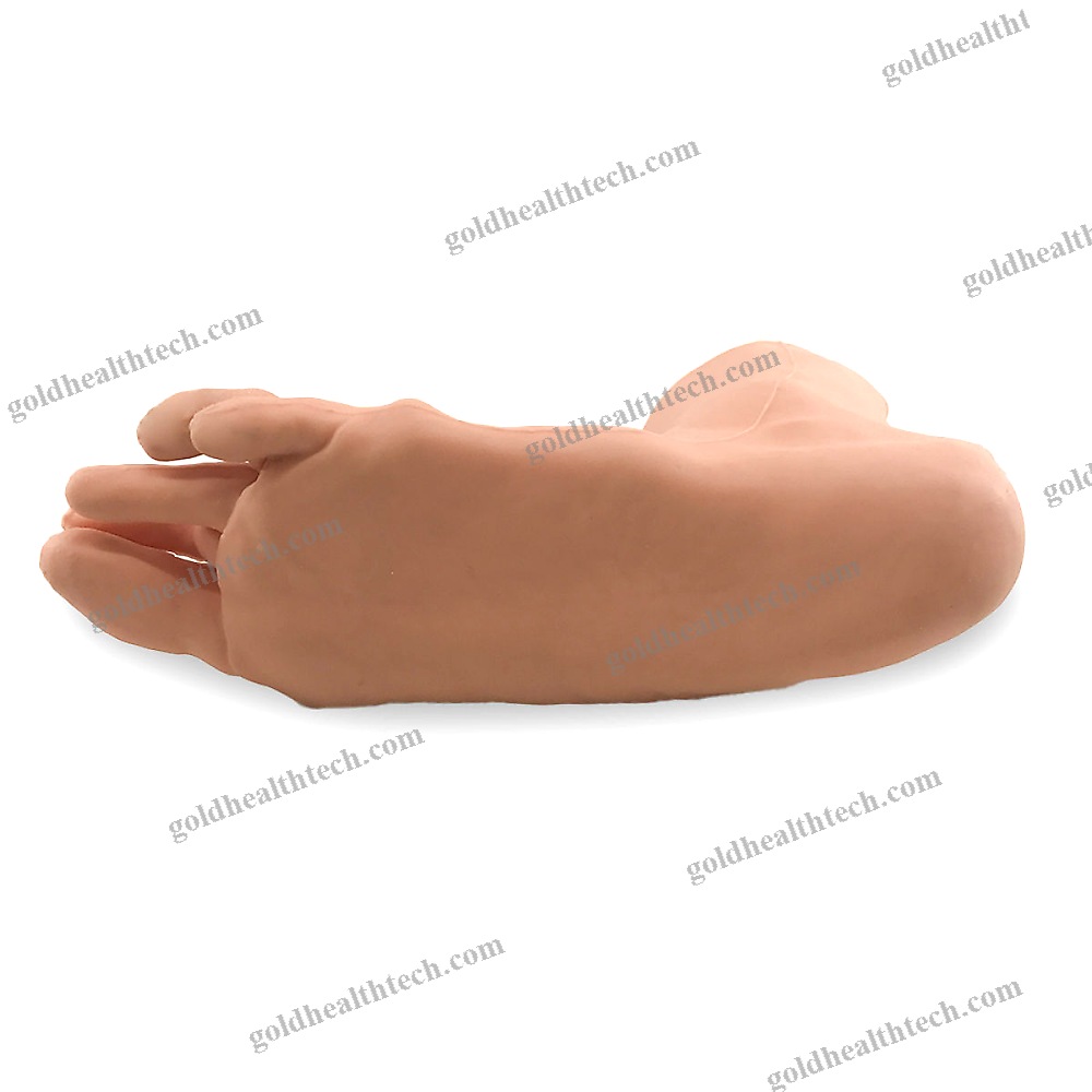 Foot Anatomical Model