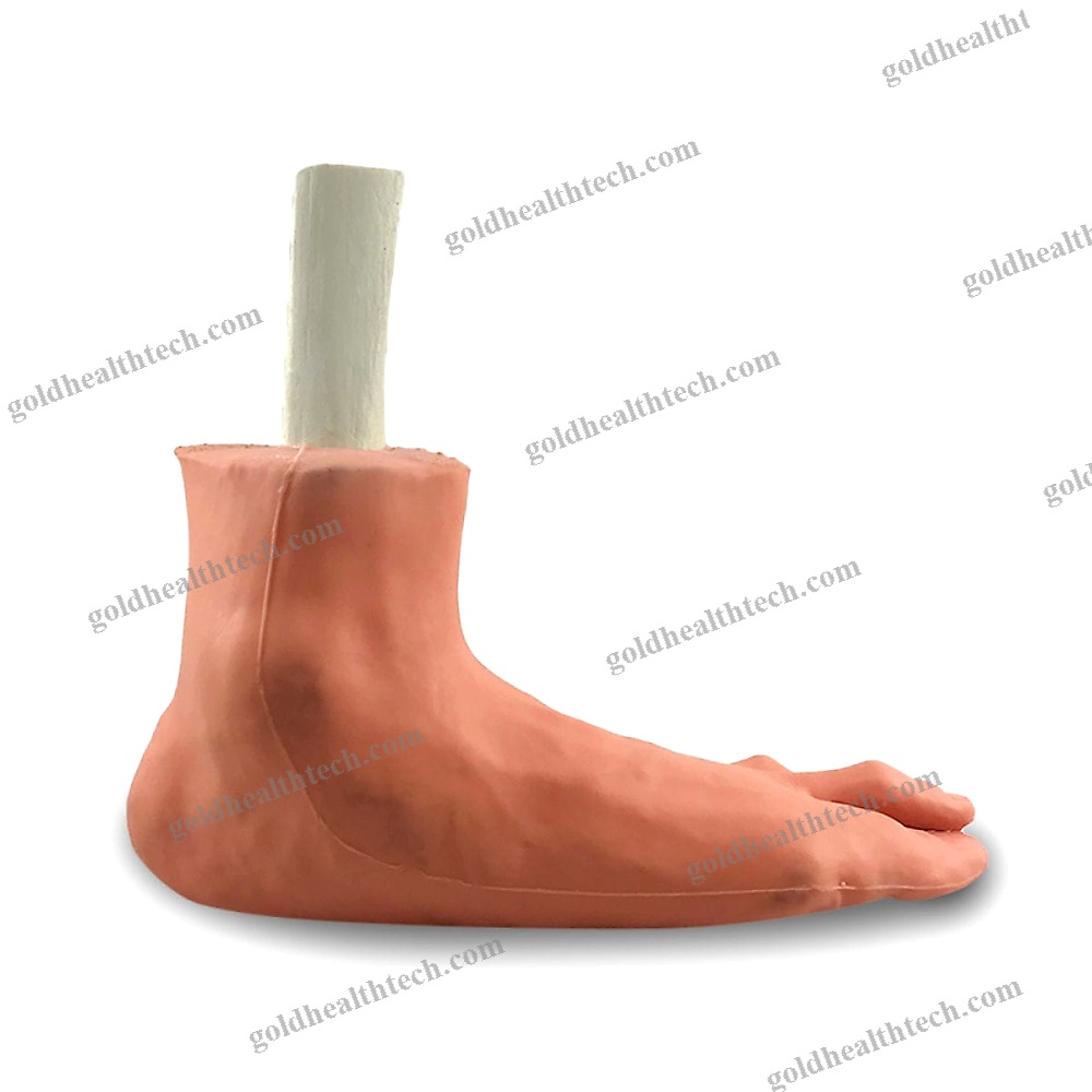 Foot Anatomical Model
