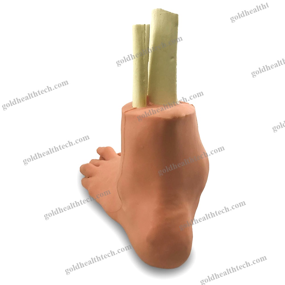 Foot Anatomical Model