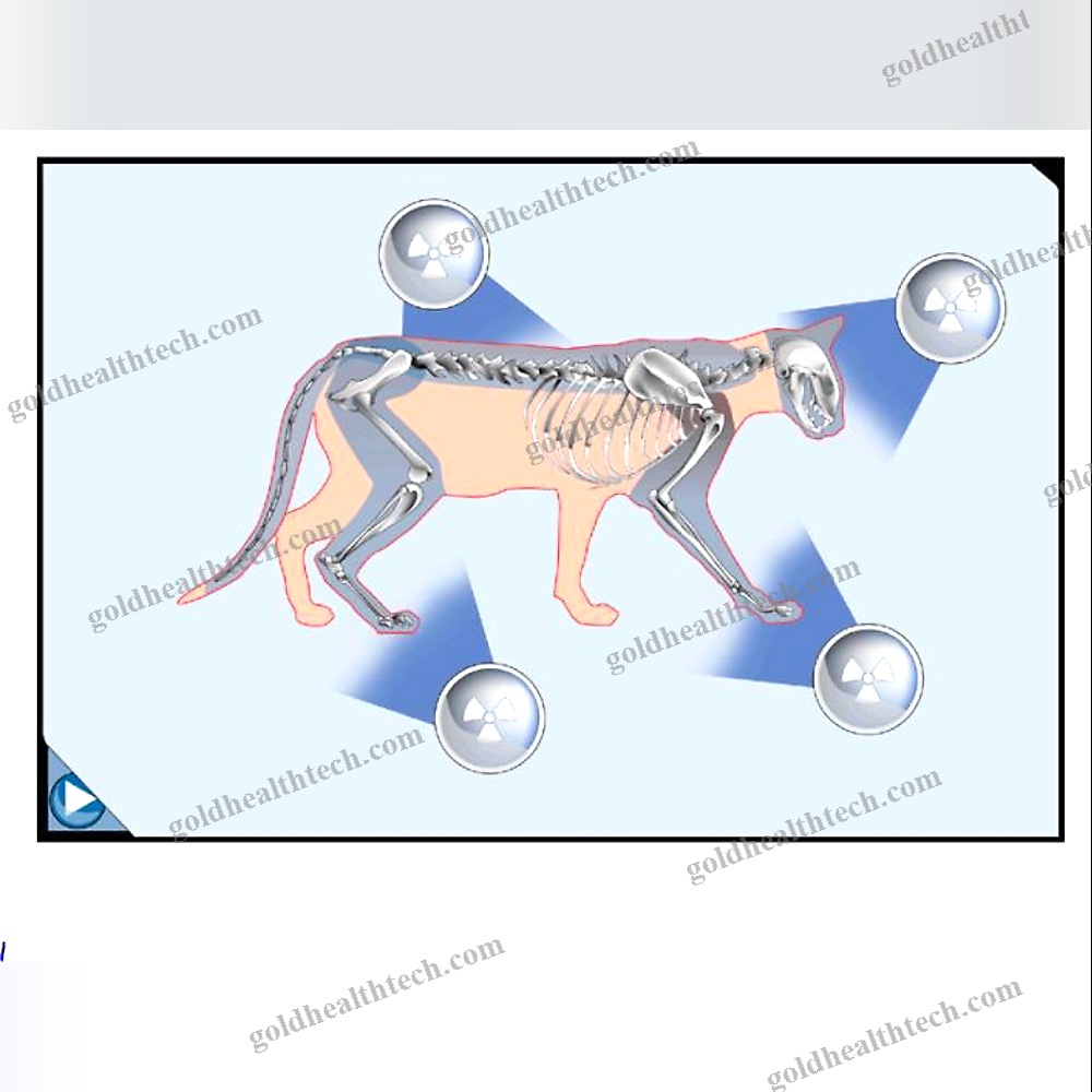 Veterinary Radiology Software