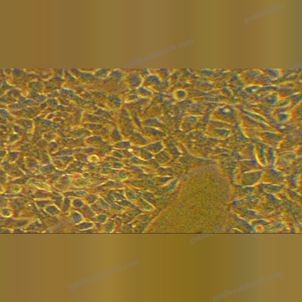 Fluorescence Spectrometer