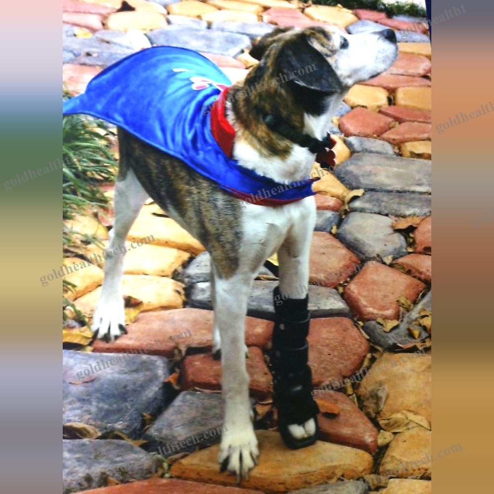 Dog Veterinary Orthosis