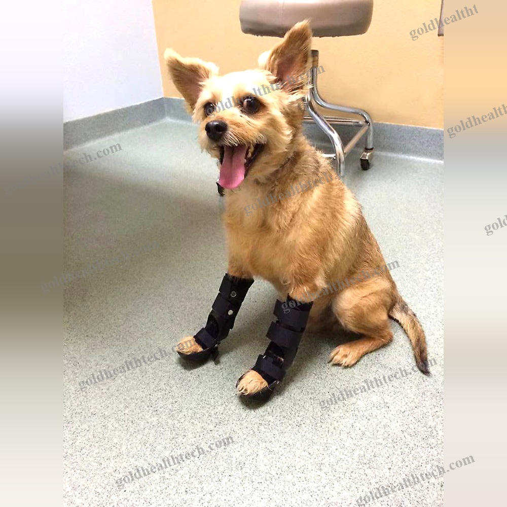 Dog Veterinary Orthosis