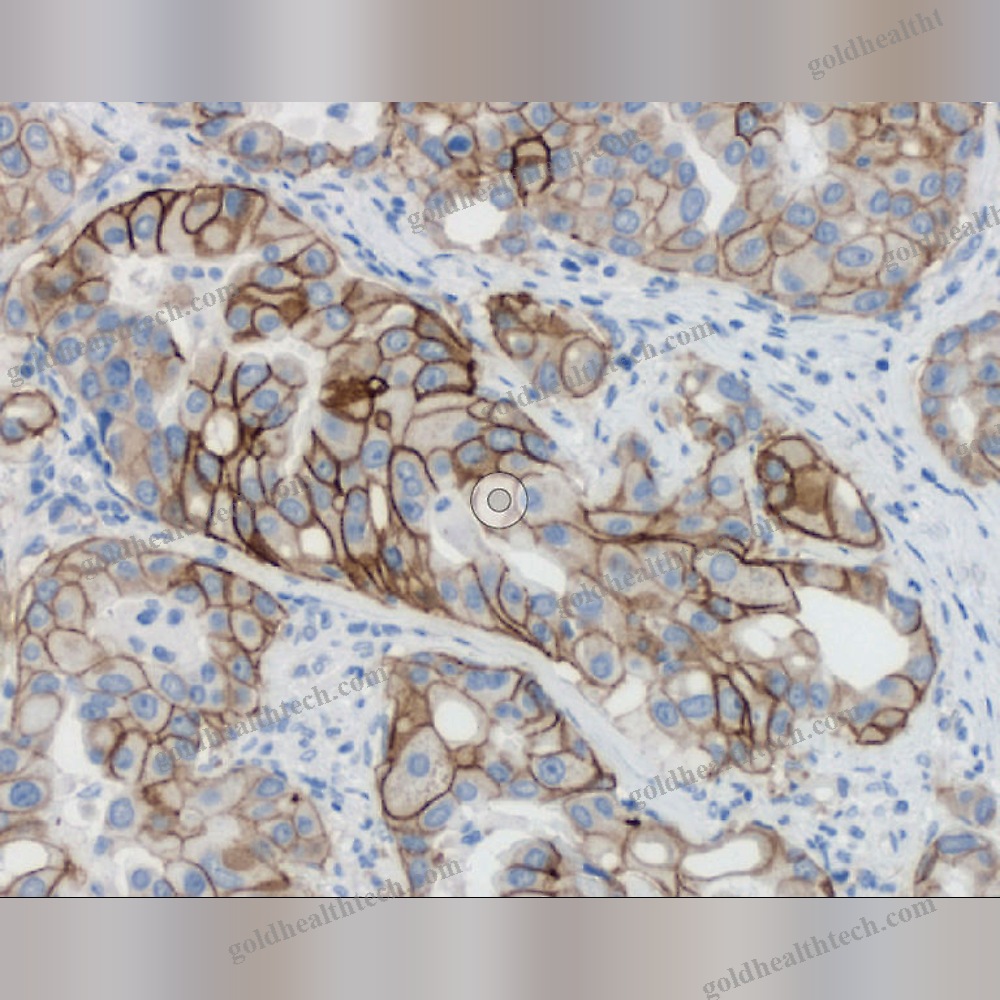 Automatic Cell Imaging System
