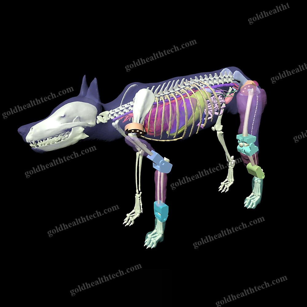 Ultrasound Imaging Veterinary Test Phantom