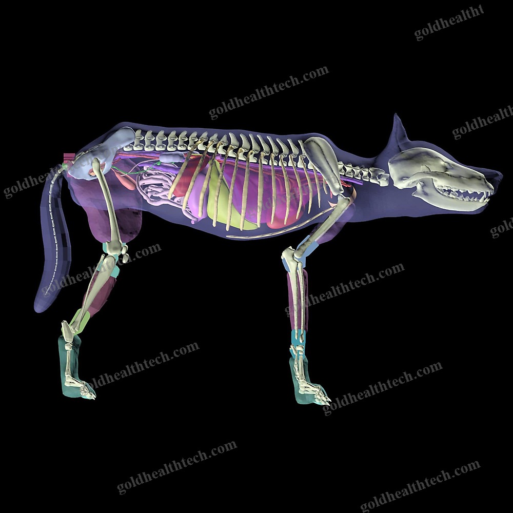 Ultrasound Imaging Veterinary Test Phantom