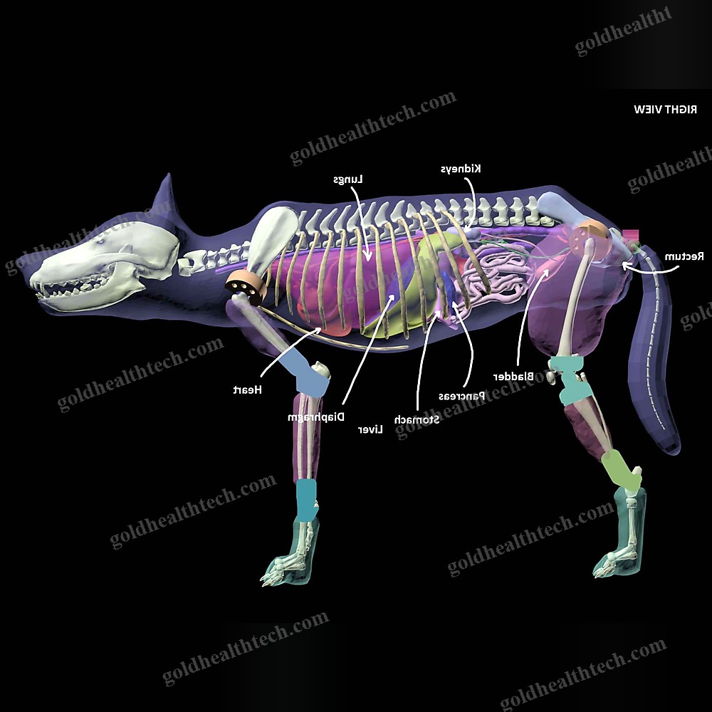 Mri Veterinary Test Phantom