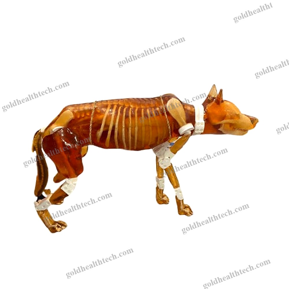 Mri Veterinary Test Phantom