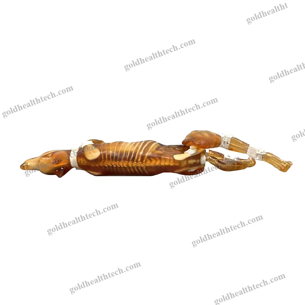 Mri Veterinary Test Phantom