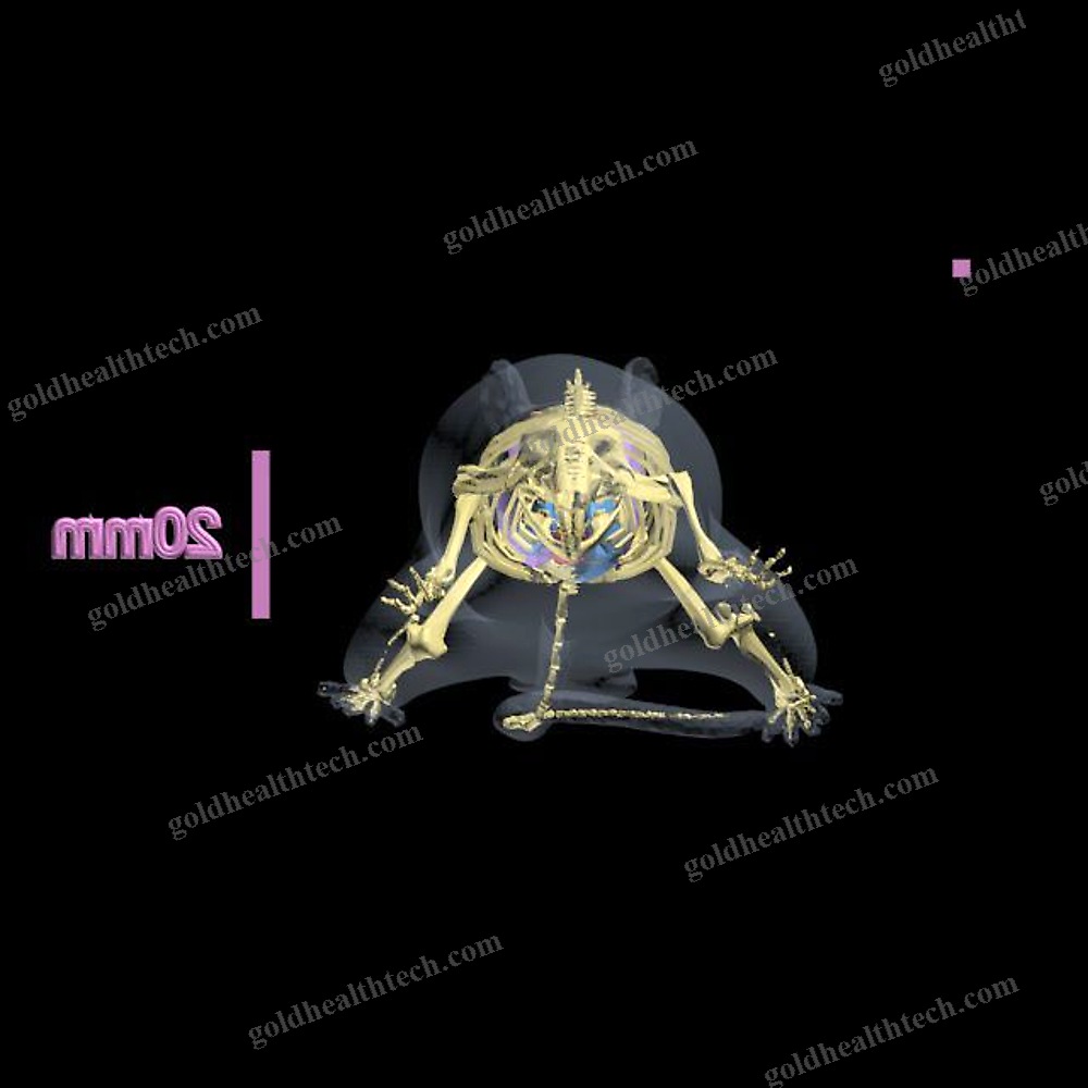 Mri Veterinary Test Phantom