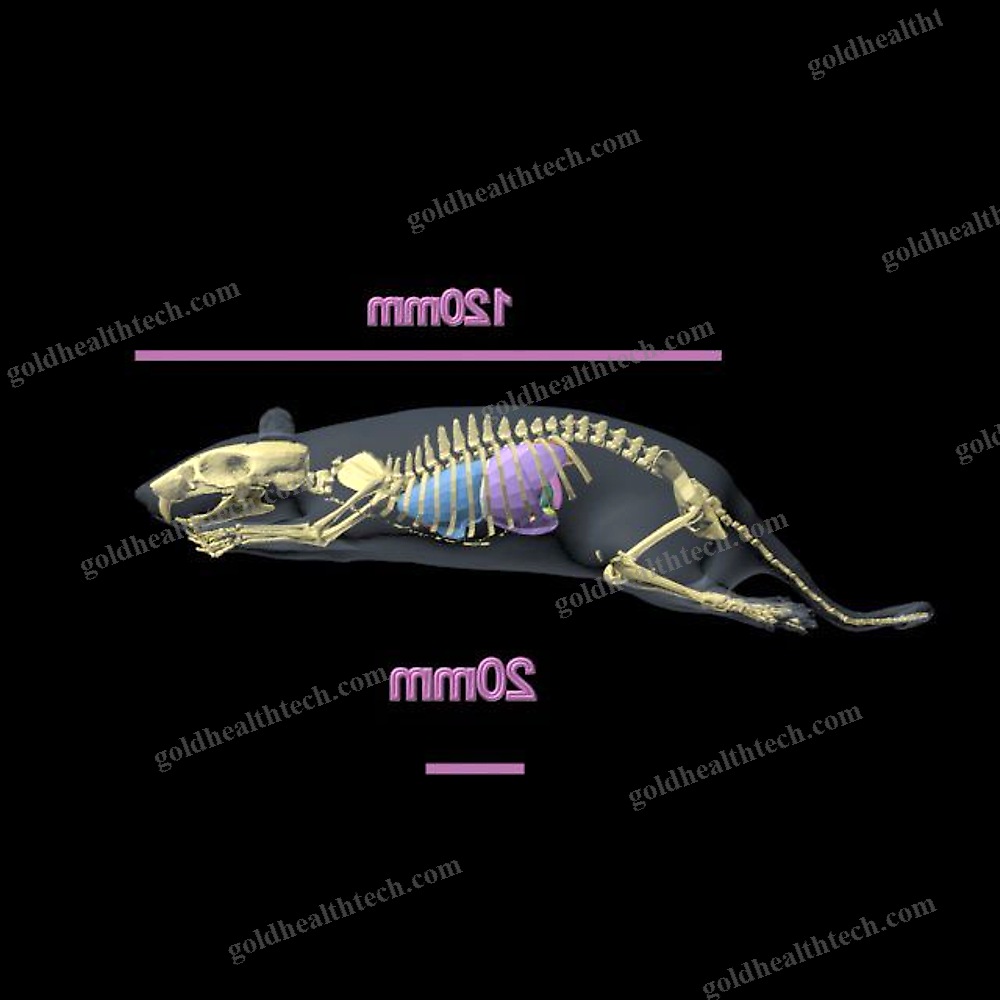 Mri Veterinary Test Phantom