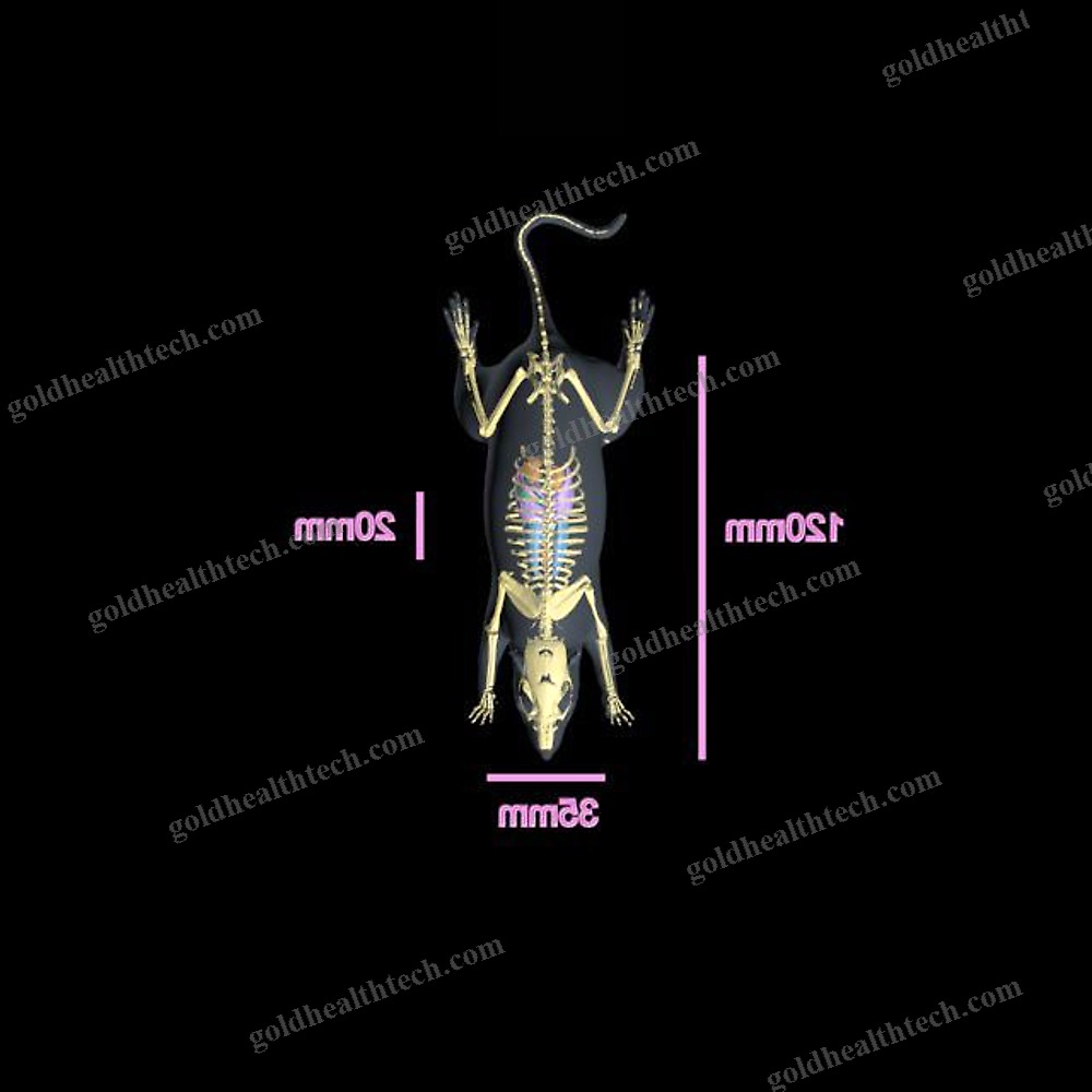 Mri Veterinary Test Phantom