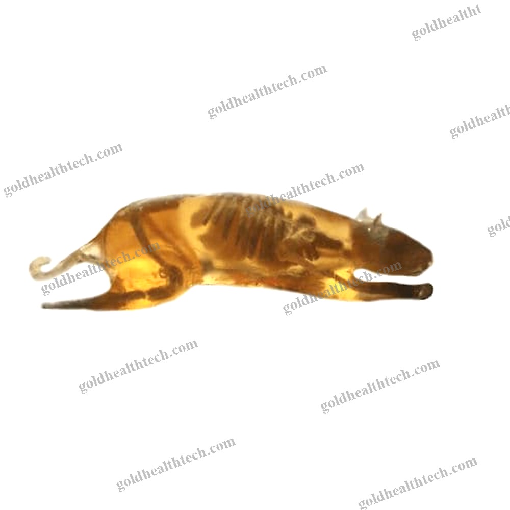 Mri Veterinary Test Phantom