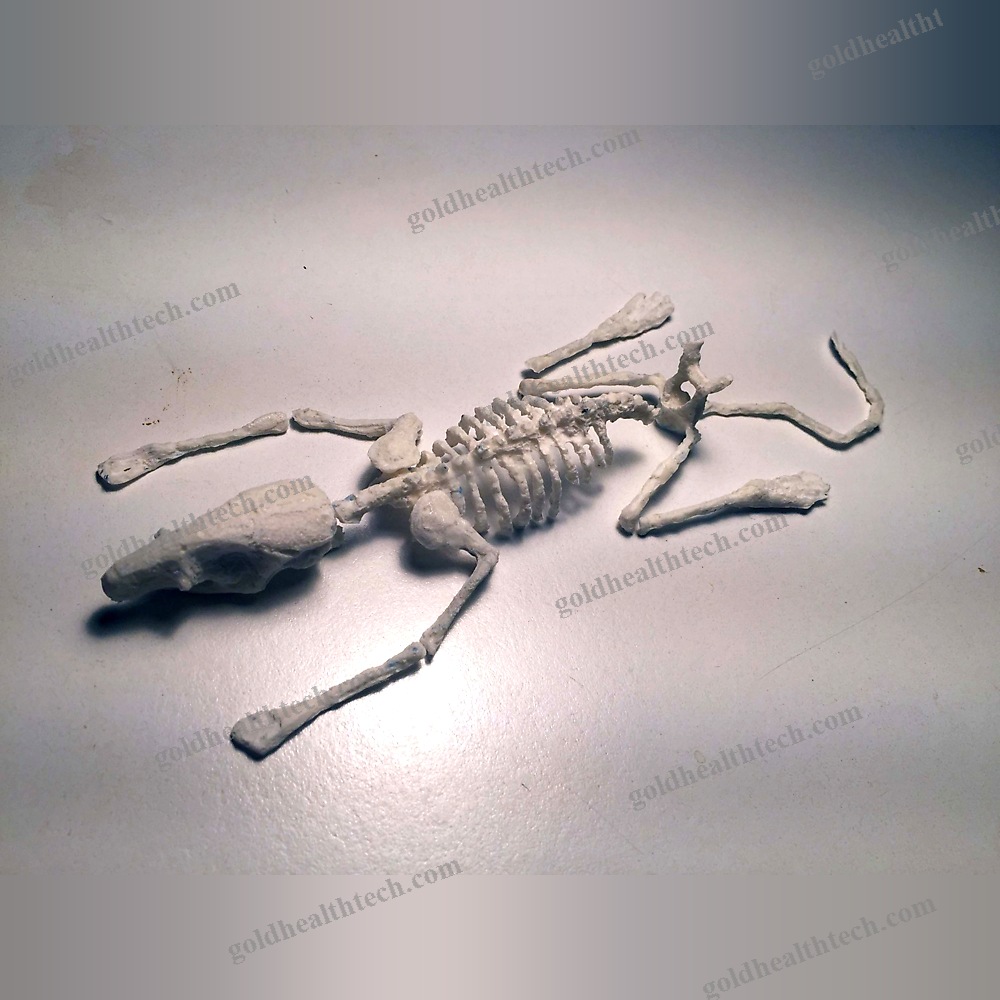 Mri Veterinary Test Phantom