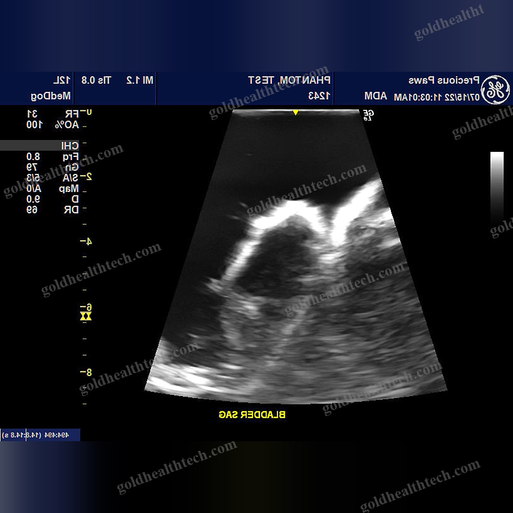 Ultrasound Imaging Veterinary Test Phantom