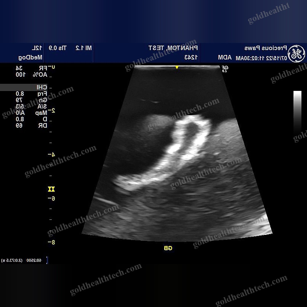 Ultrasound Imaging Veterinary Test Phantom