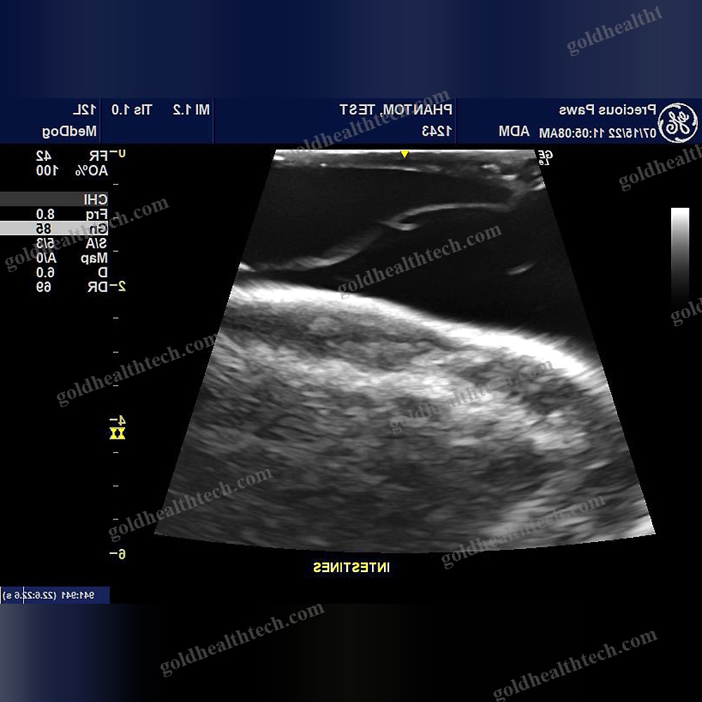 Ultrasound Imaging Veterinary Test Phantom
